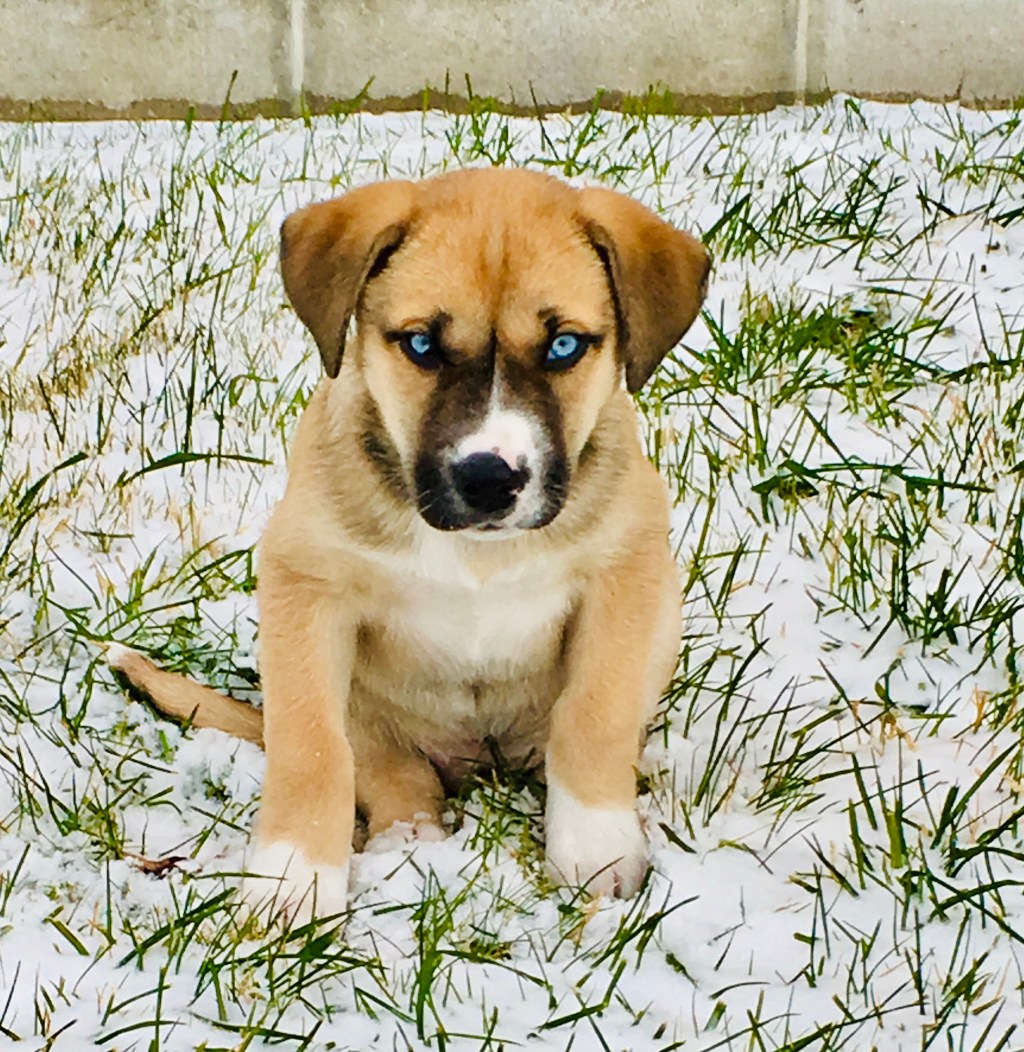 Training Zeus The Puppy: A Machine Learning&nbsp;Analogy